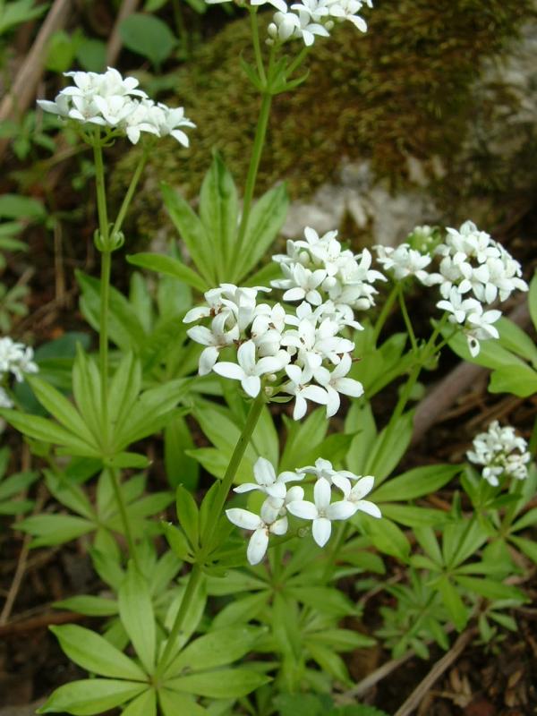 sweetscented bedstraw